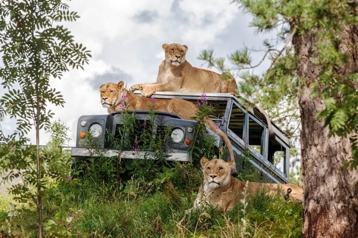 Kristiansand Zoo and Amusement Park